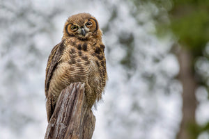 Young Great Horned Owl -'Bubo virginianus'