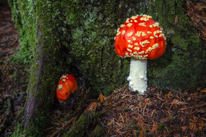 Fly Agaric/Fly Amanita  (Amanita muscaria)