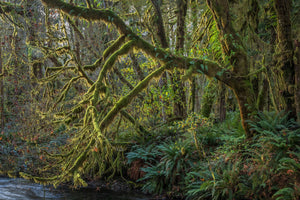 Quinault Rainforest, Olympic National Park