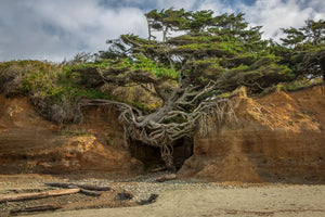 'Tree of Life' - Kalaloch Beach, Washington