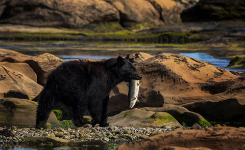 Vancouver Island Black Bear - Ursus americanus vancouveri