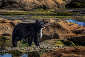 Vancouver Island Black Bear - Ursus americanus vancouveri