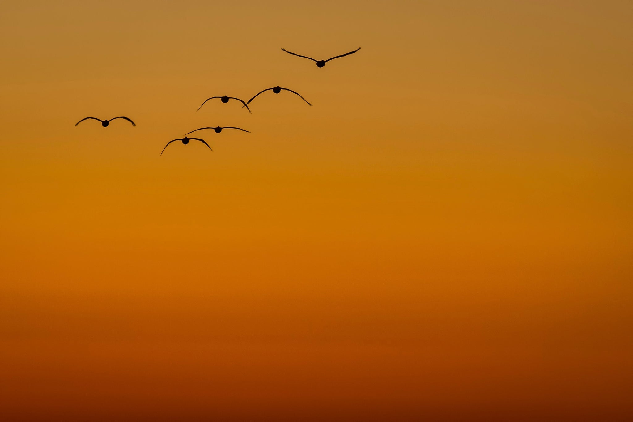 Brown pelicans fly off into the sunset.