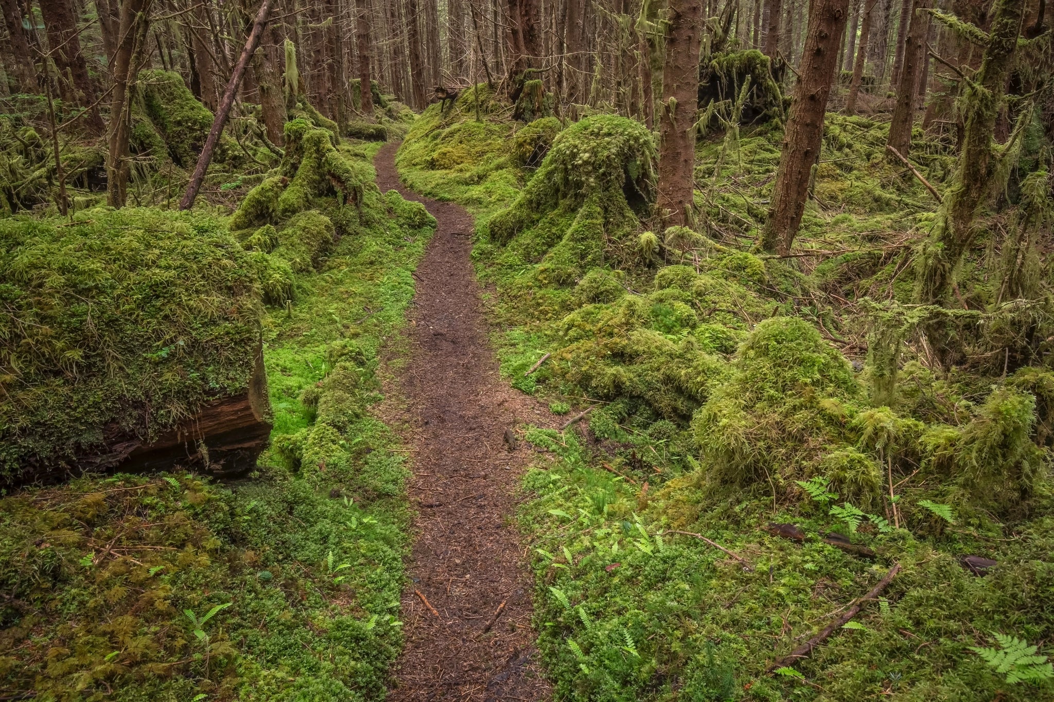 'Follow me' - Haida Gwaii/Queen Charlotte Islands, BC