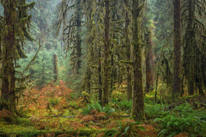 Beautiful and mystical Hoh rainforest, Washington