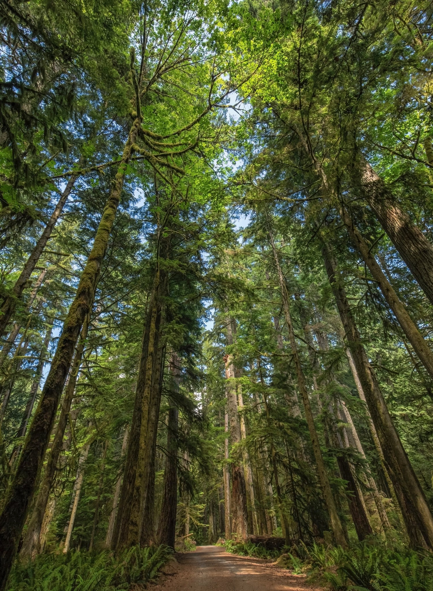 Cathedral Grove - Vancouver Island, BC