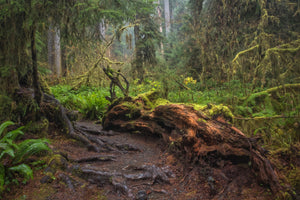 Hoh Rainforest - Hall of Mosses - Olympic Peninsula, Washington
