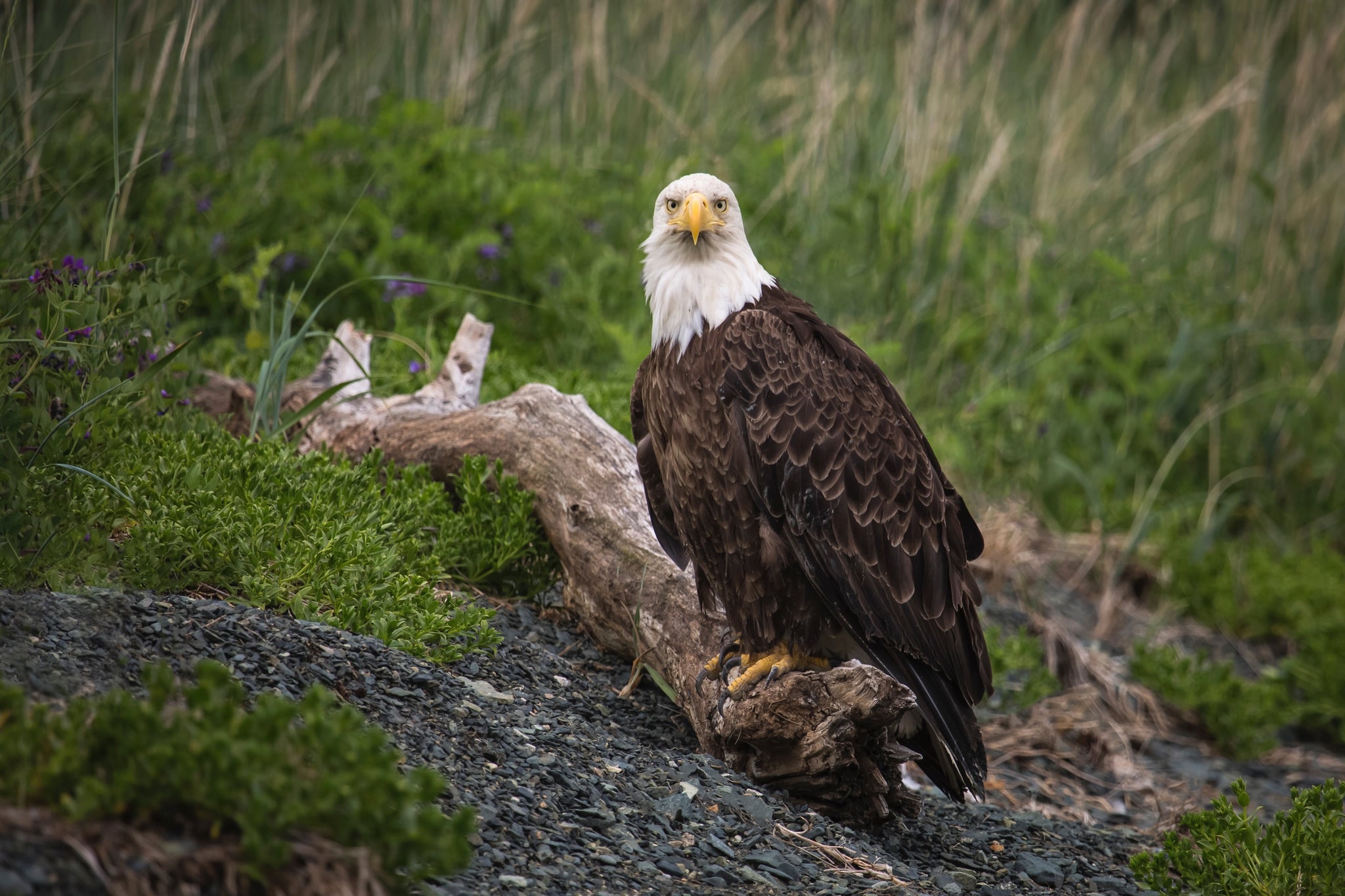 Bald eagle (Haliaeetus leucocephalus) Mud Bay, Chilkat Peninsula, Haines, Alaska