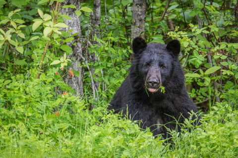 Black Bear - Northern, BC