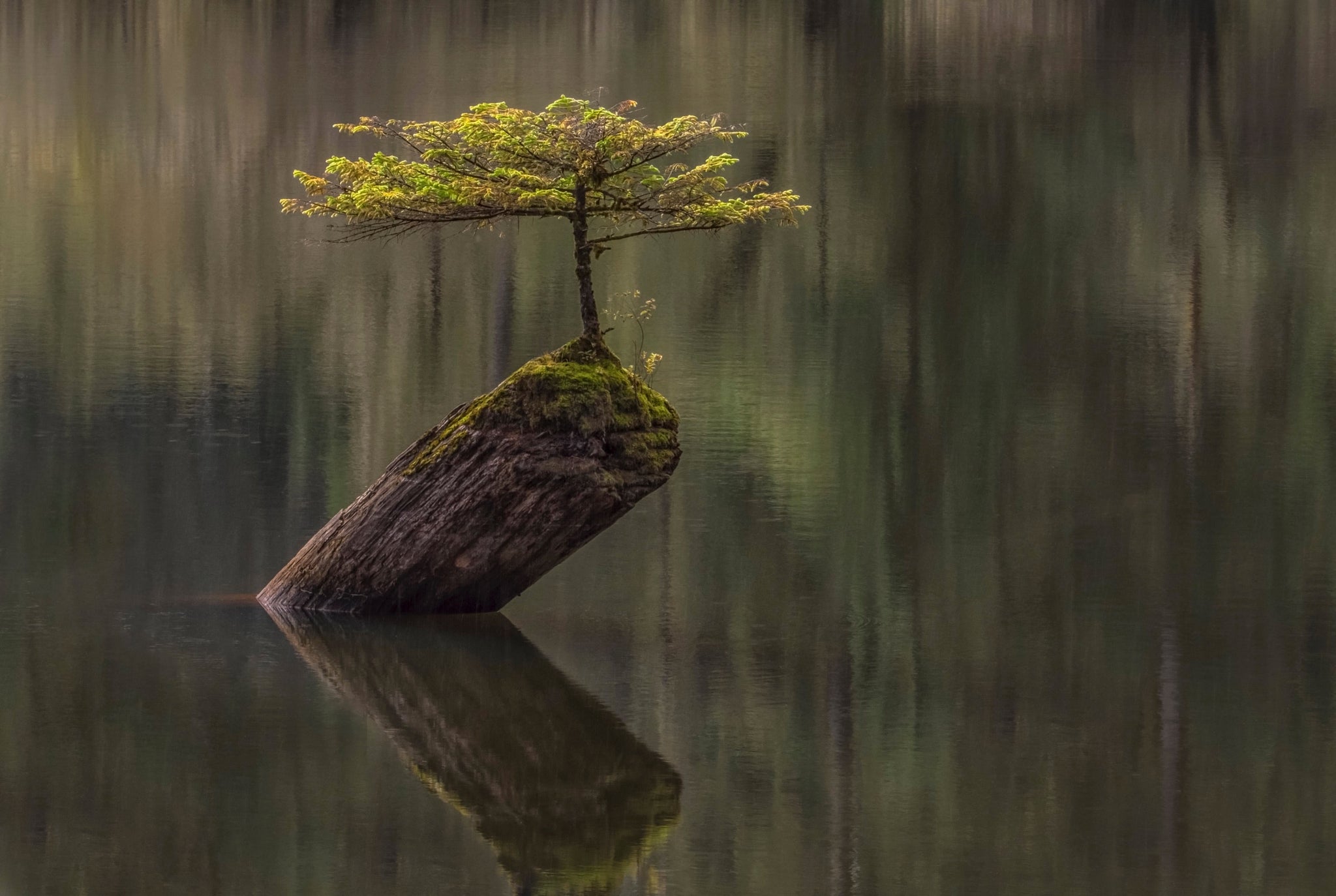 Fairy Lake Bonsai Tree - Vancouver Island, BC