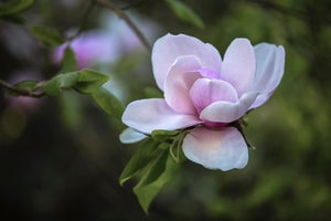Pink magnolia - Magnolia Iolanthe