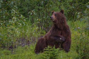 Mother grizzly bear keeping watch over her twins