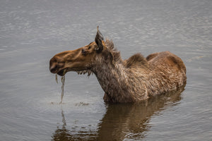 Alaskan moose (Alces alces gigas)
