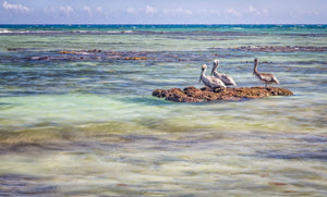 'Three Pelicans'