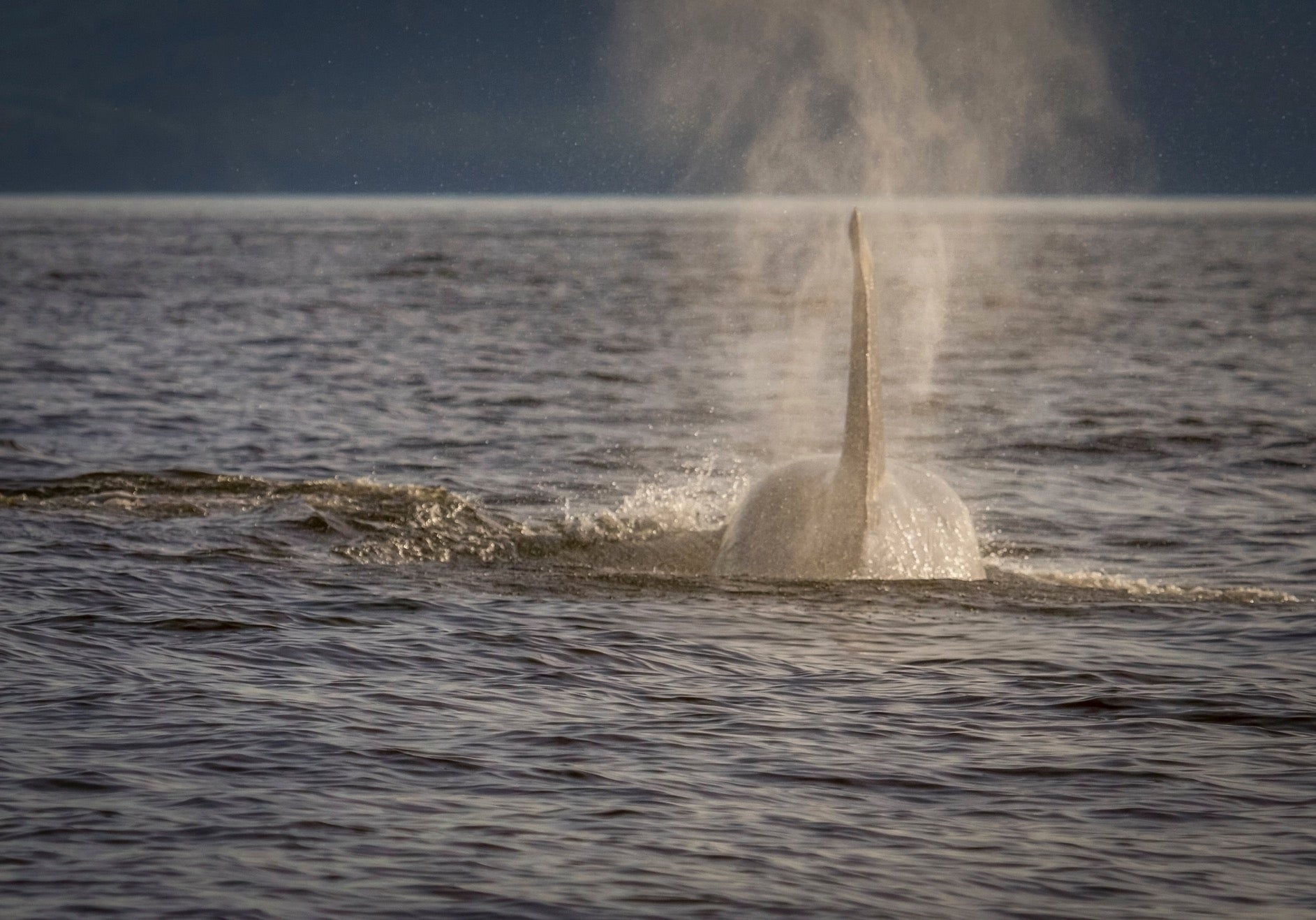 Biggs/transient Orca whales