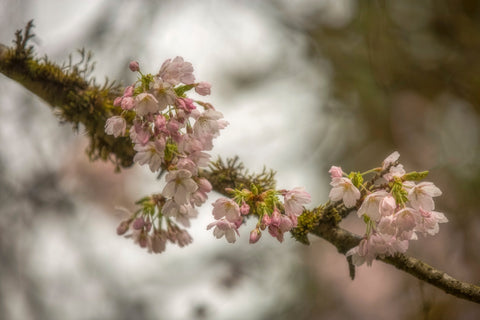 Yoshino Cherry Tree Blossoms (Prunus yedoensis)