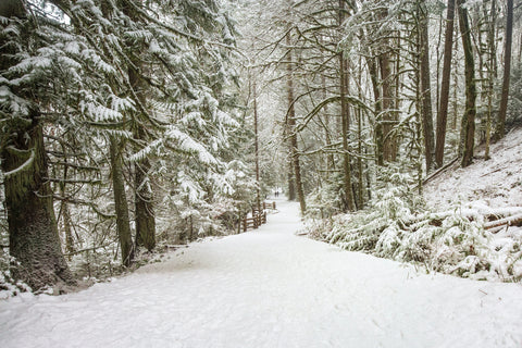 Winter Path - Vancouver Island