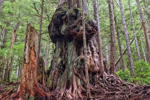 Canada's Gnarliest Tree - A giant western red cedar